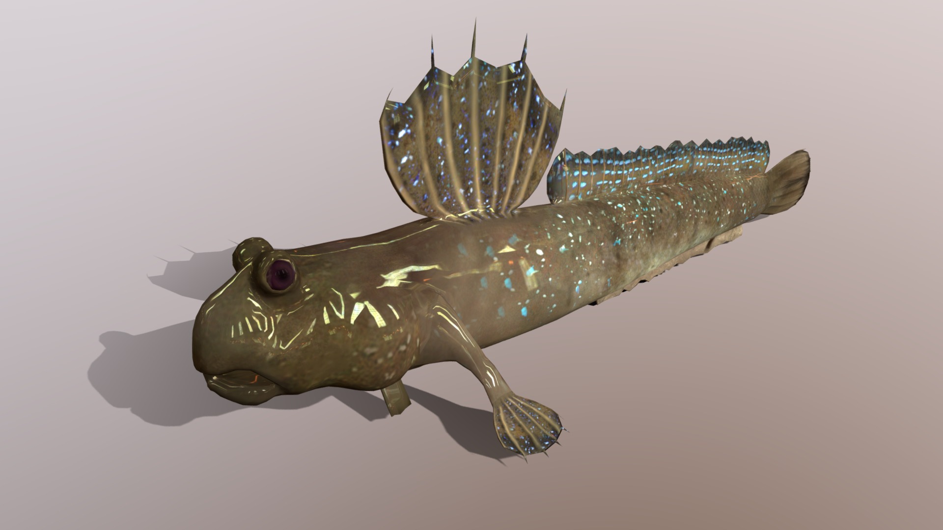 Jump Fish Boleophthalmus Pectinirostris Mudskipp | Fab