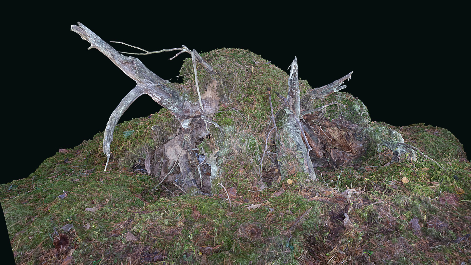 The Roots of a fallen Tree photogrammetry | Fab