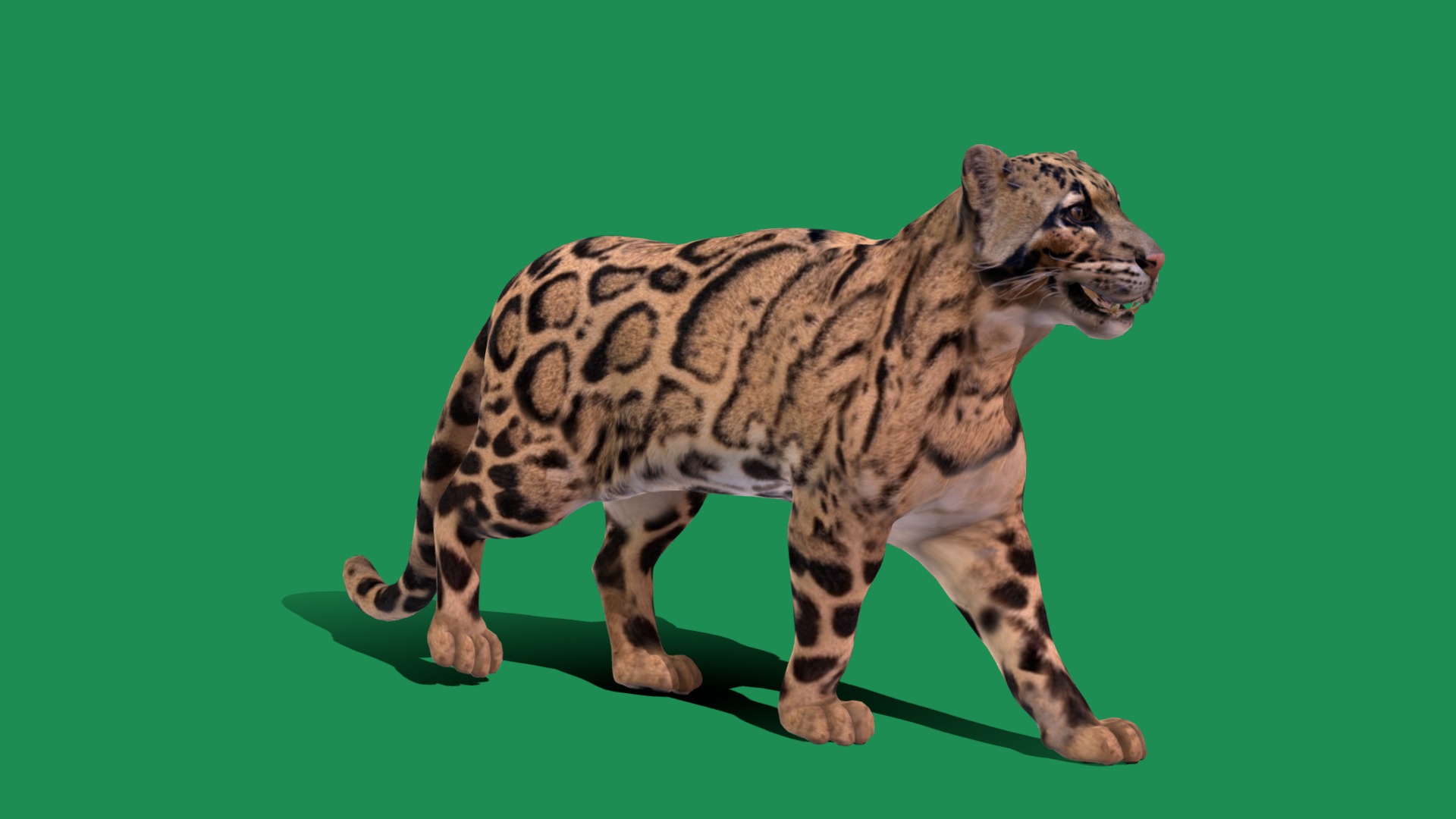 Clouded Leopard Wild Cat (Game Ready) | Fab