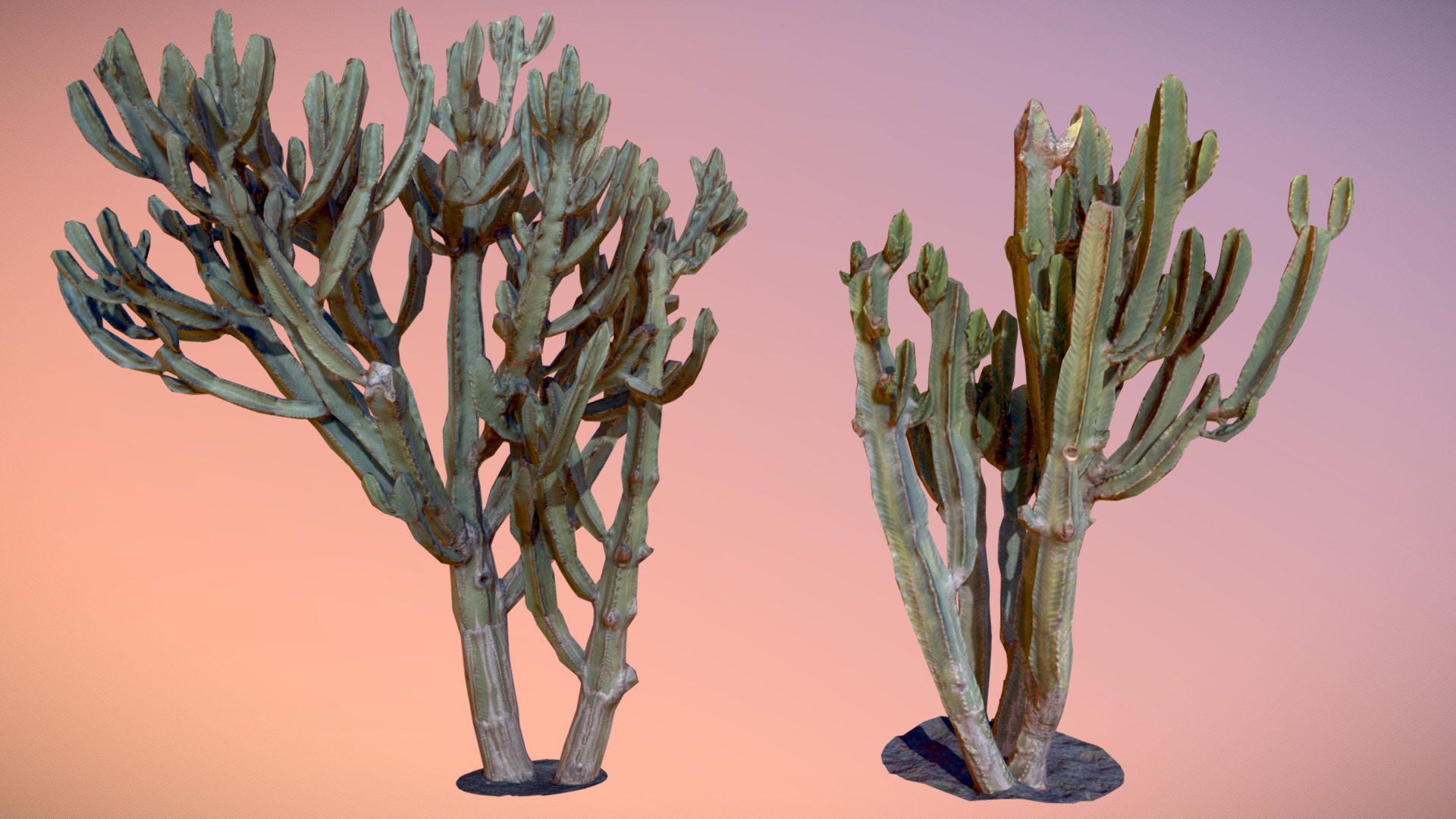 Cactus Collection/ Photoscanned 🇪🇸 / PBR | Fab