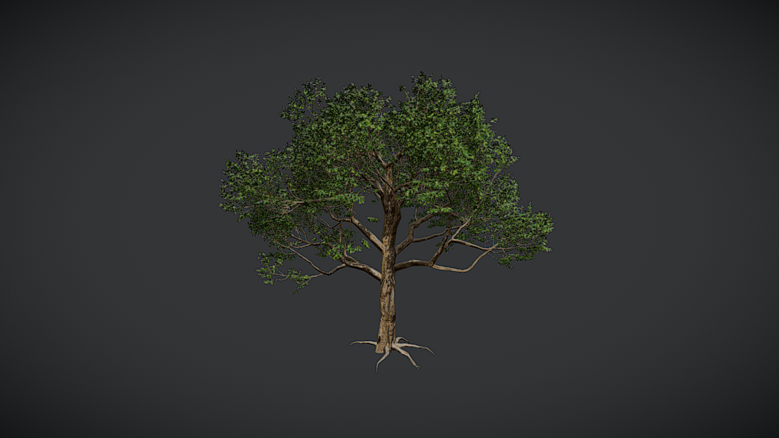 Broadleaf Tree - VAR A | Fab