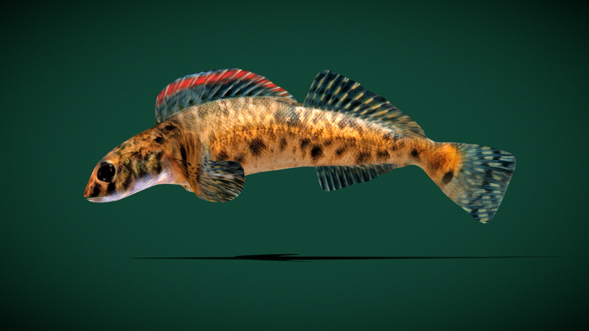 Roanoke logperch Fish (Endangered) | Fab