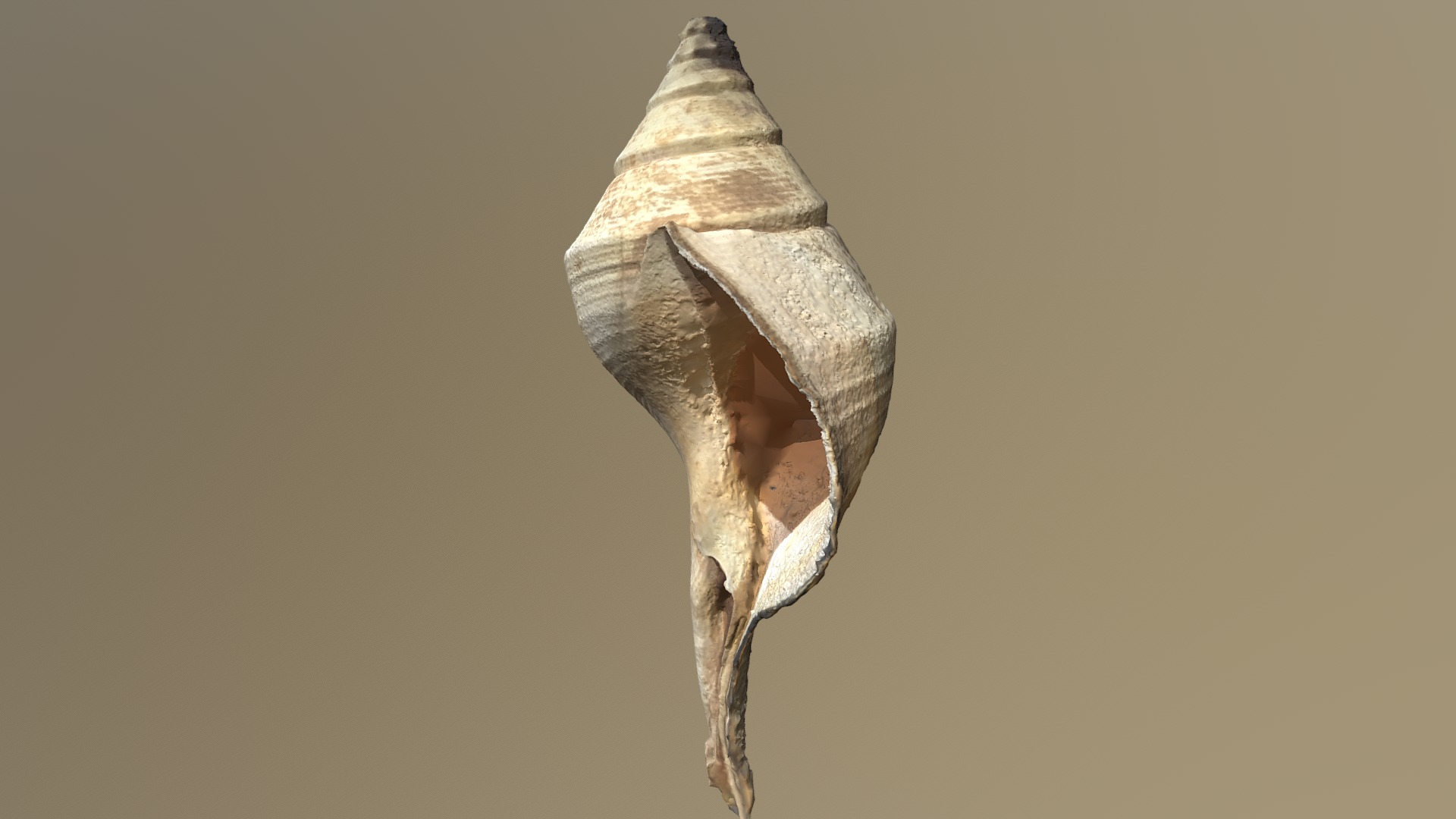 Conch Shell | Fab