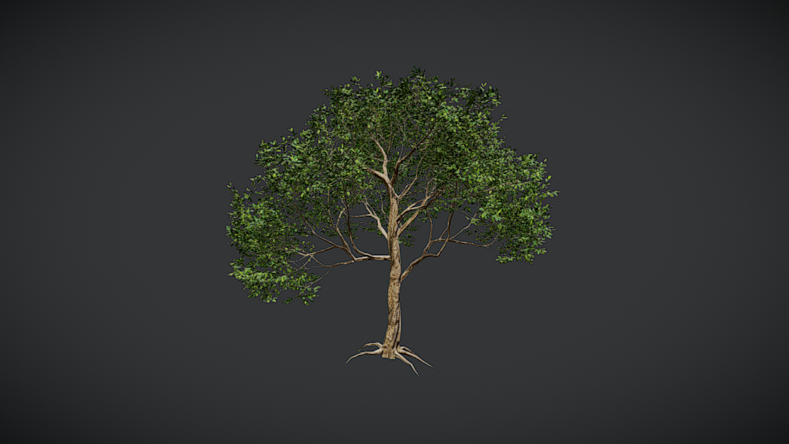 Broadleaf Tree - VAR C | Fab