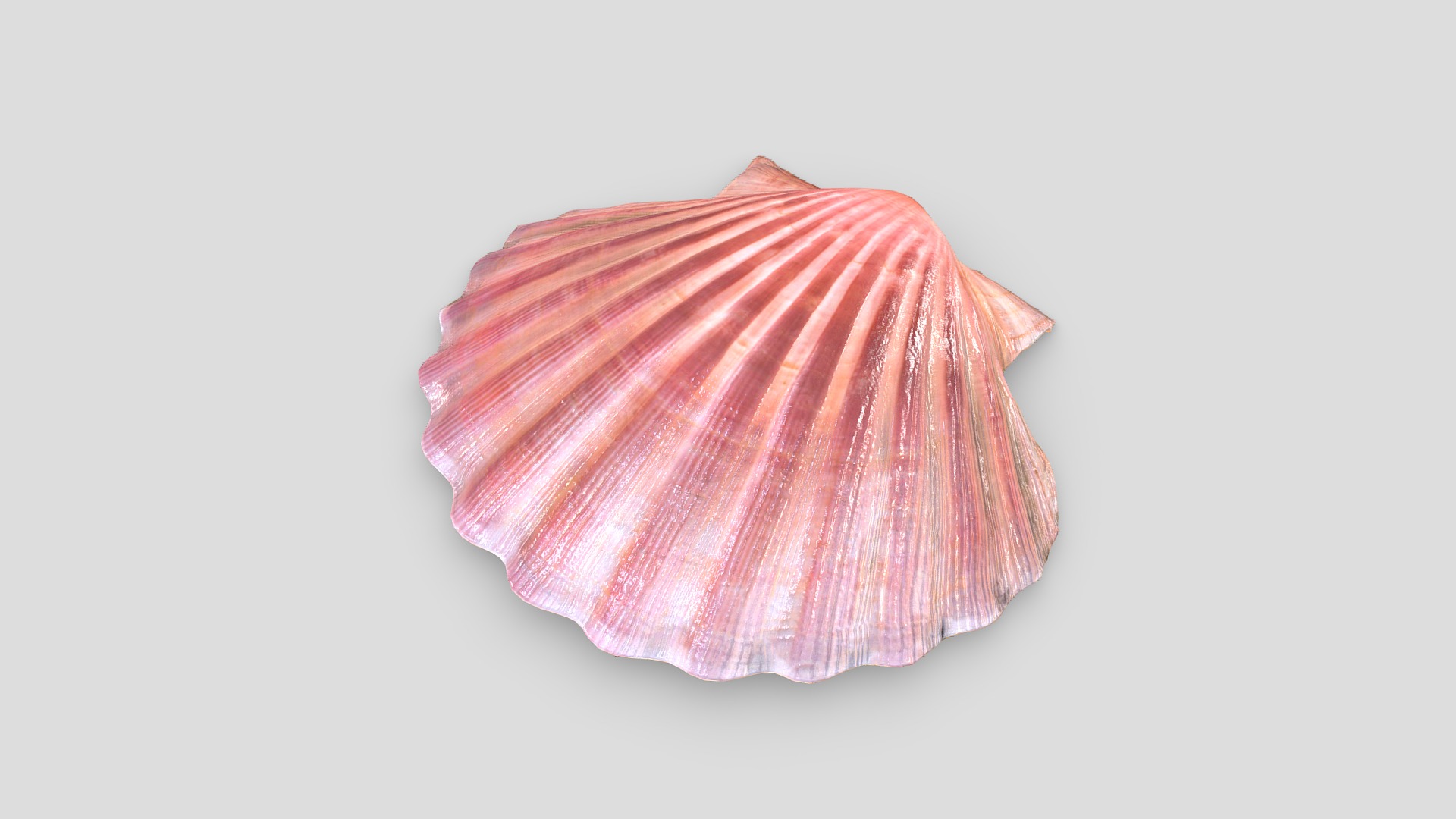 Scallop Shell | Fab