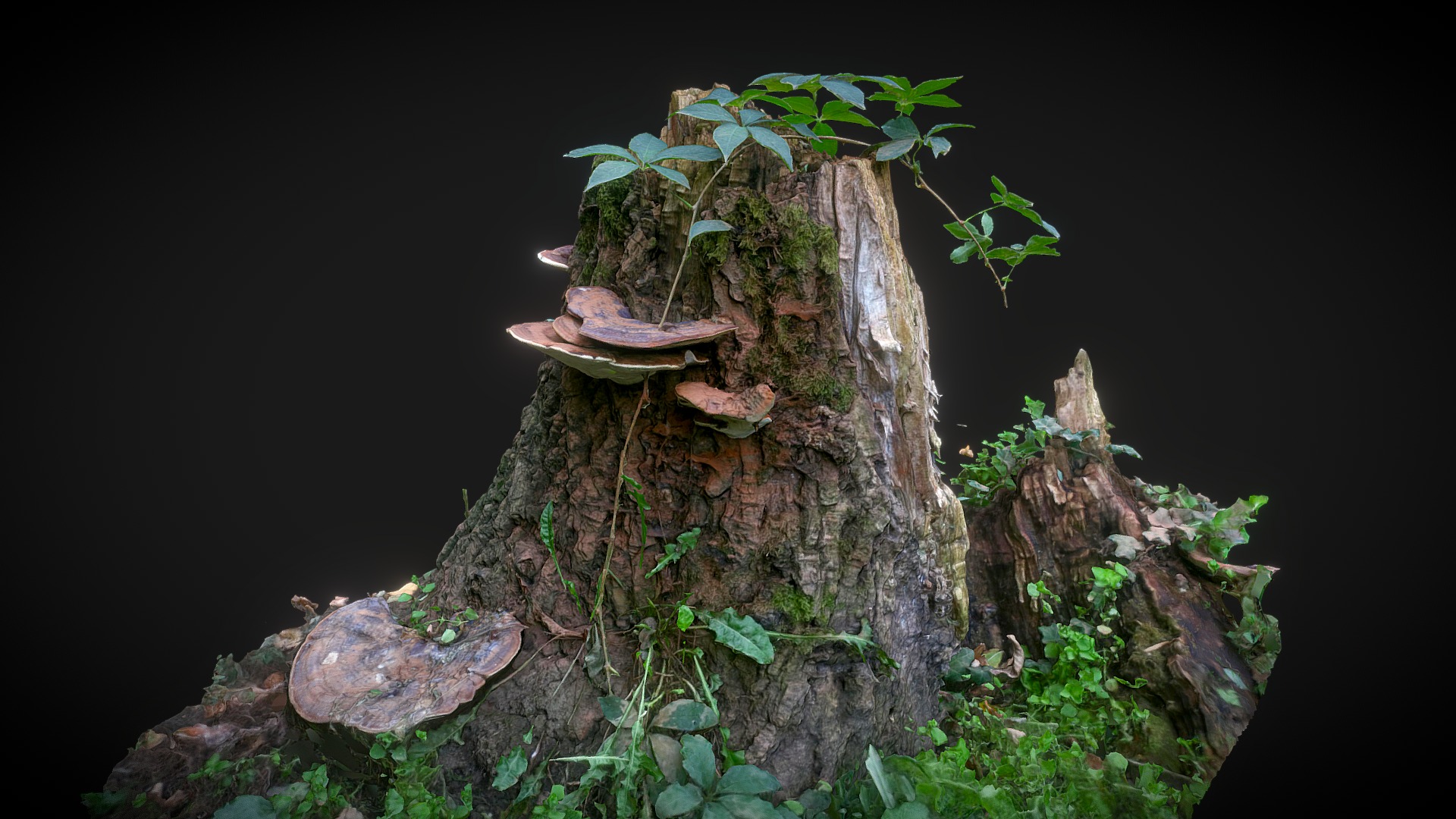 Tree stump | Fab