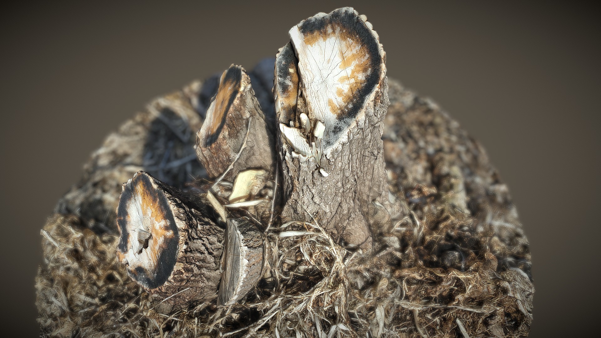 Sap-Filled Tree Stump | Fab