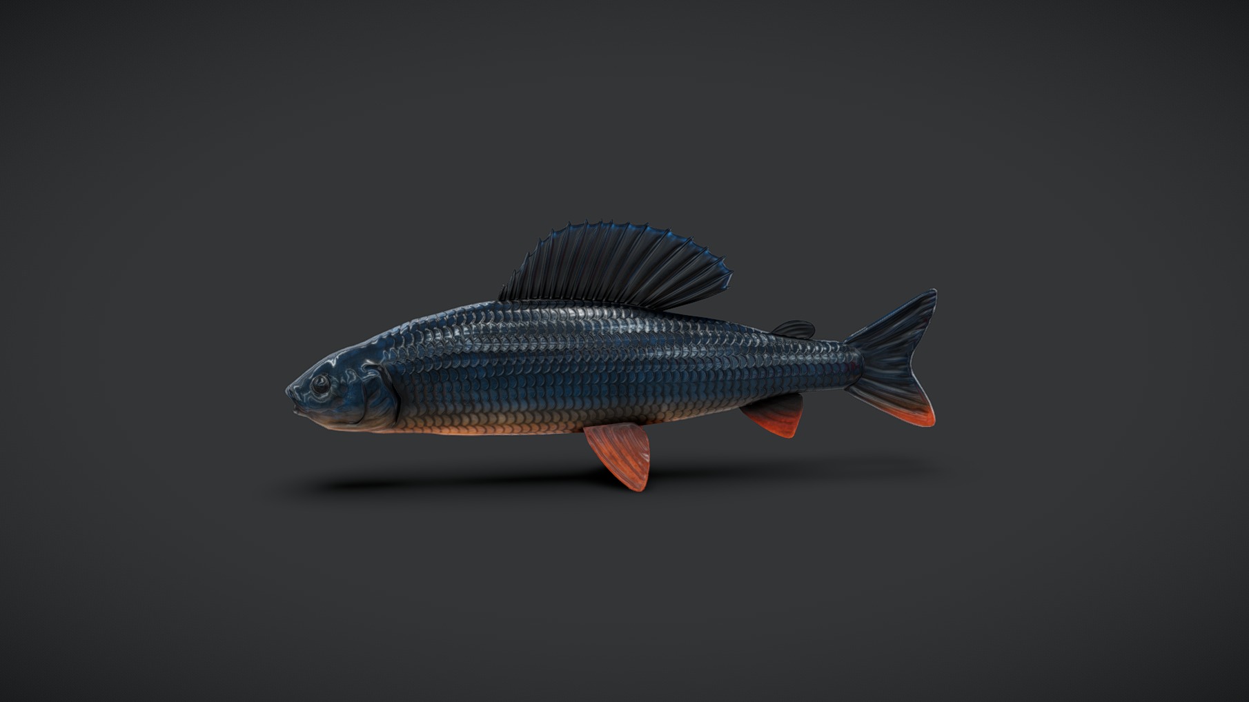 Fish | Fab