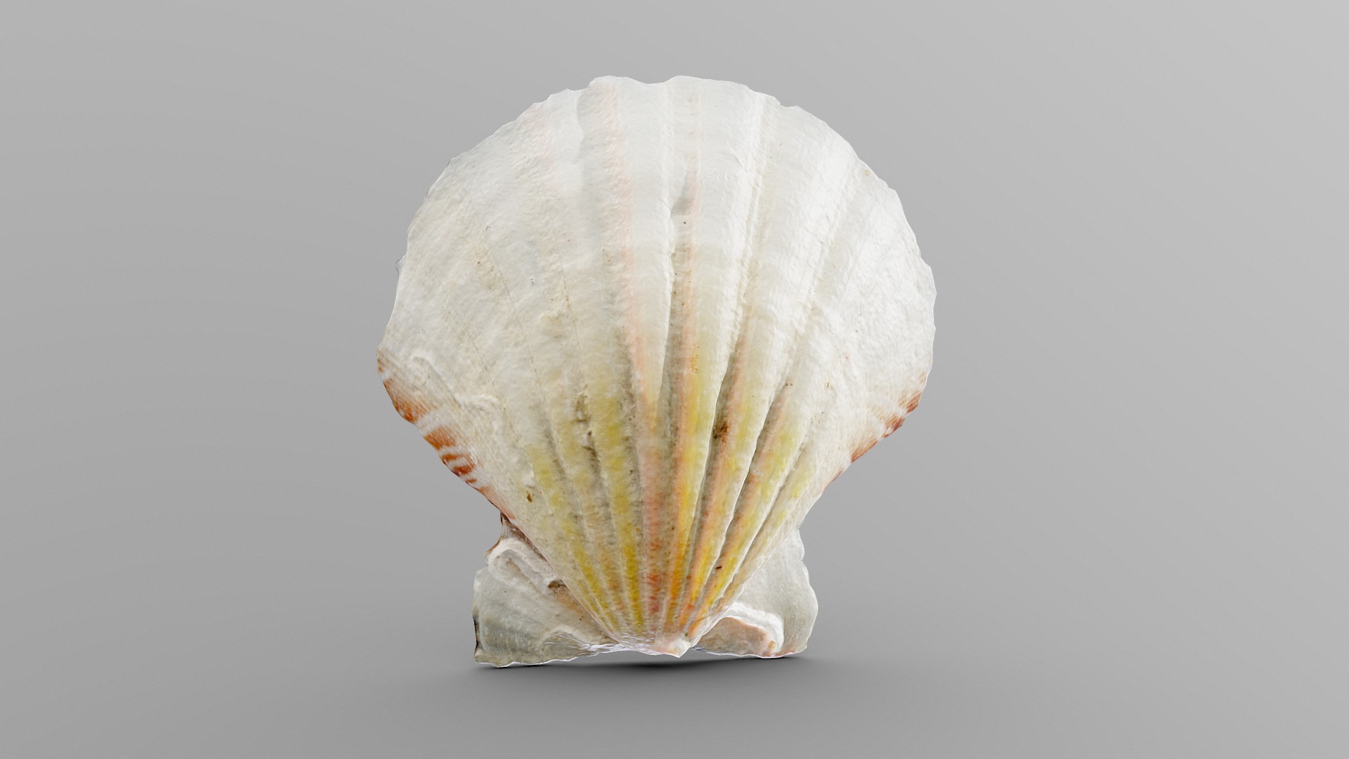Small Scallop Sea Shell | Fab