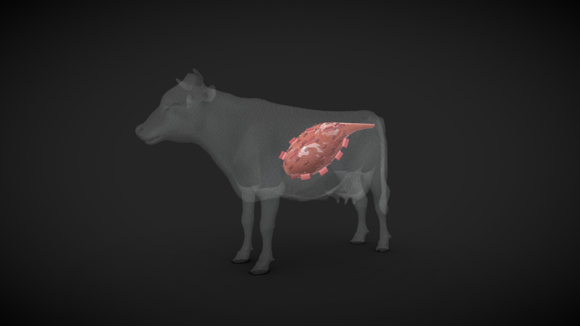 Cow Stomach Structure | Fab