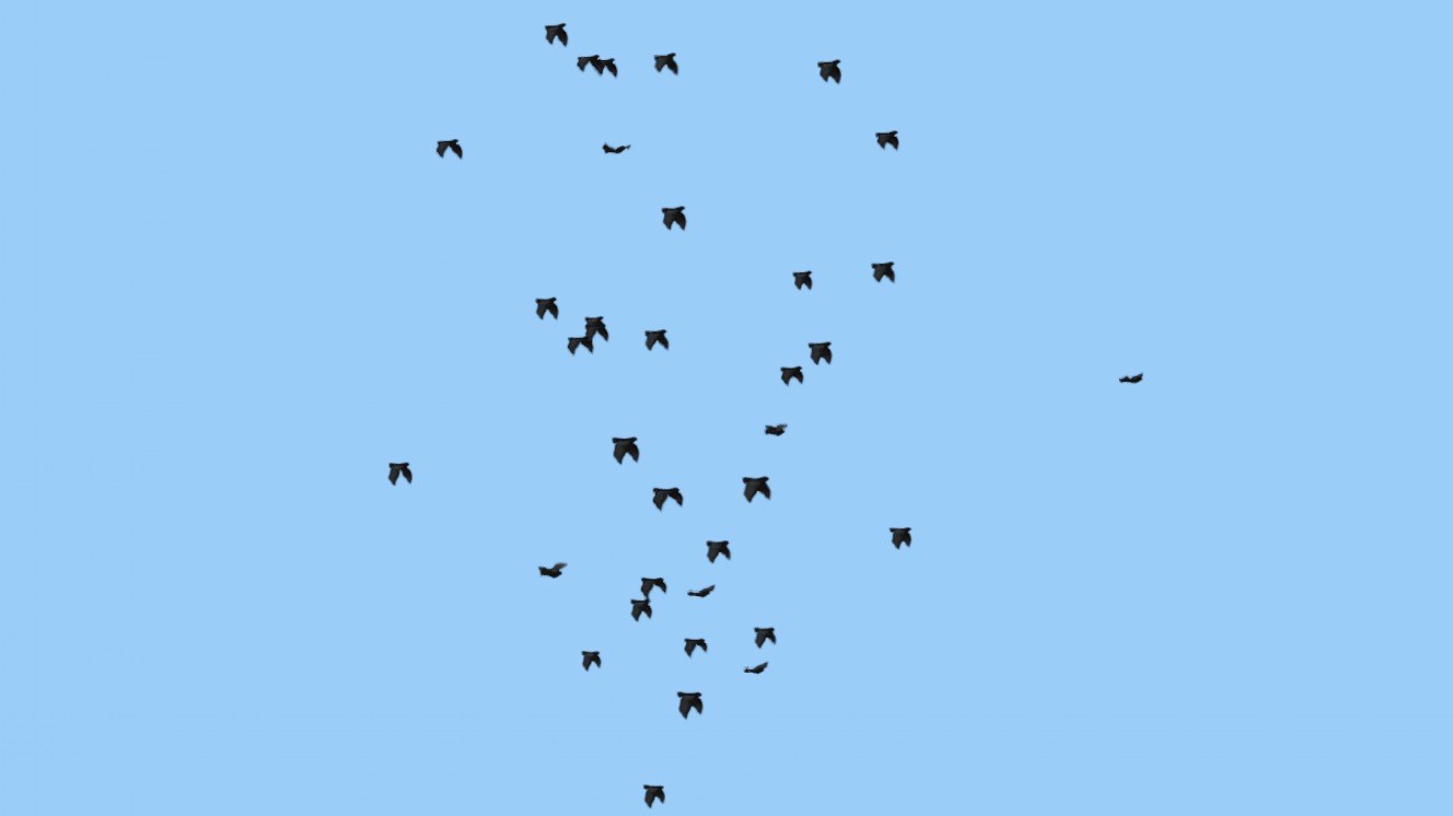 Flock Birds Animated Swarm Raven Shoal Flapper Starling Rook | Fab