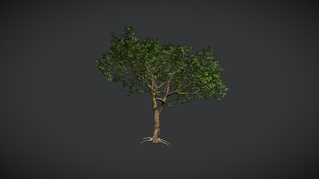 Broadleaf Tree - VAR E | Fab