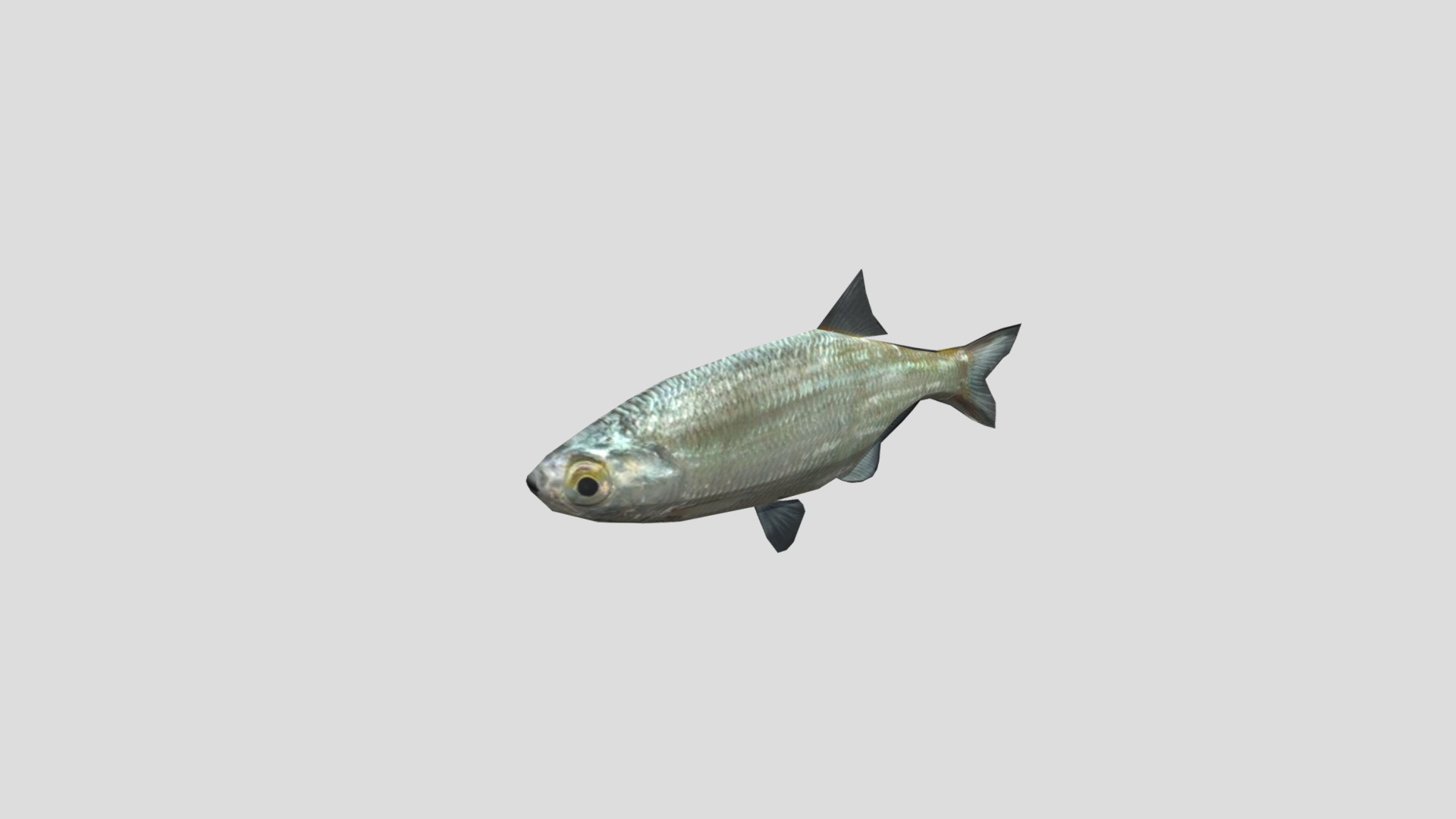 Animated Low poly Fish | Fab