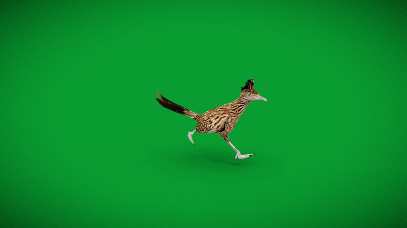 Roadrunner Chaparral Bird | Fab