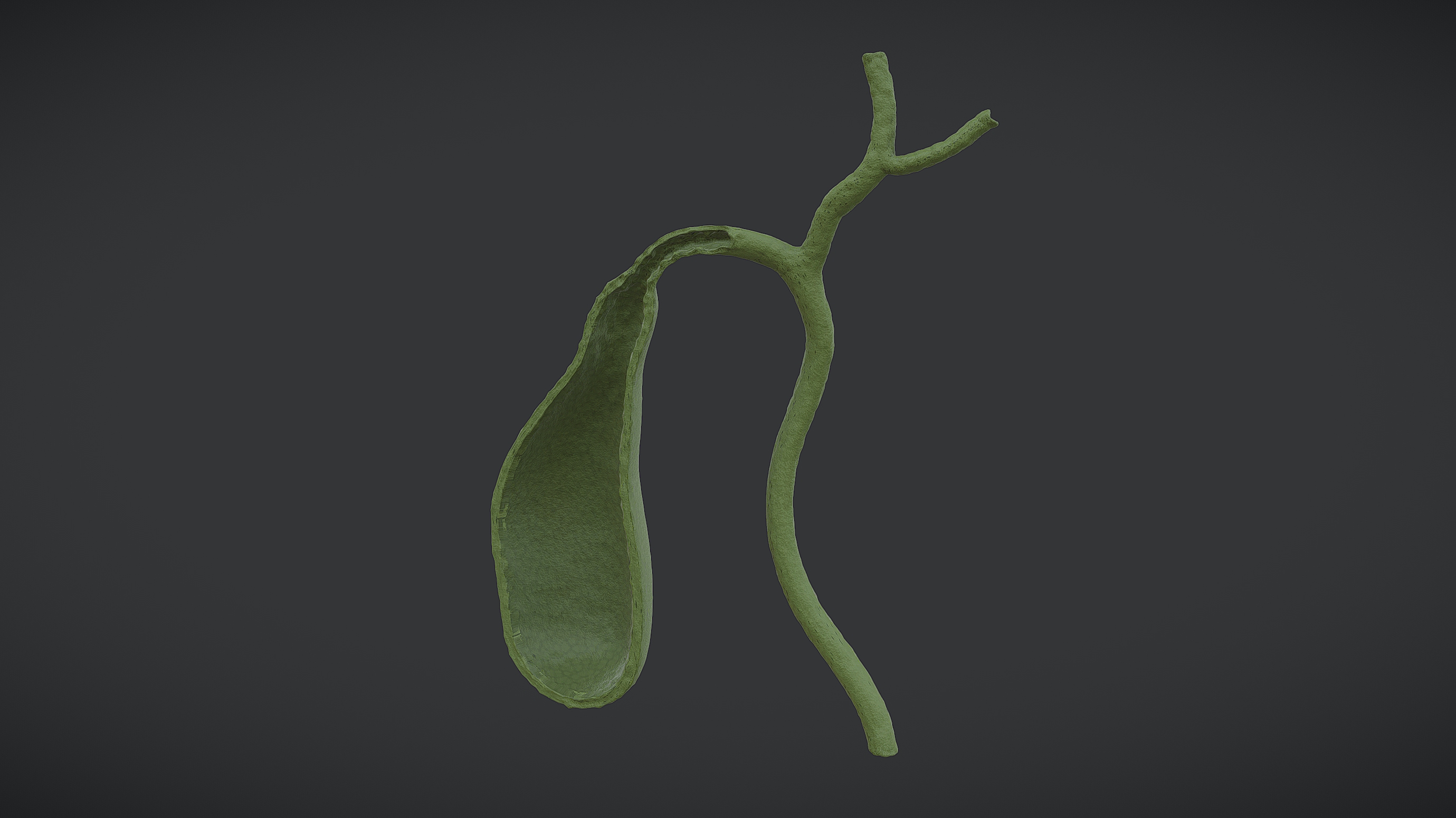 Gallbladder Section - Realistic Human Anatomy | Fab