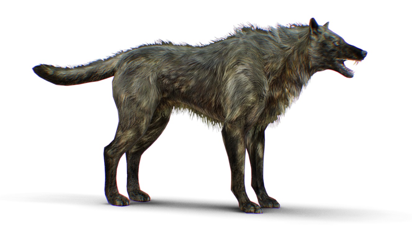 Wolf - Gray Wolves - Wild Animal Coyote Jackal - Fox Dog Lowpoly Mammal ...