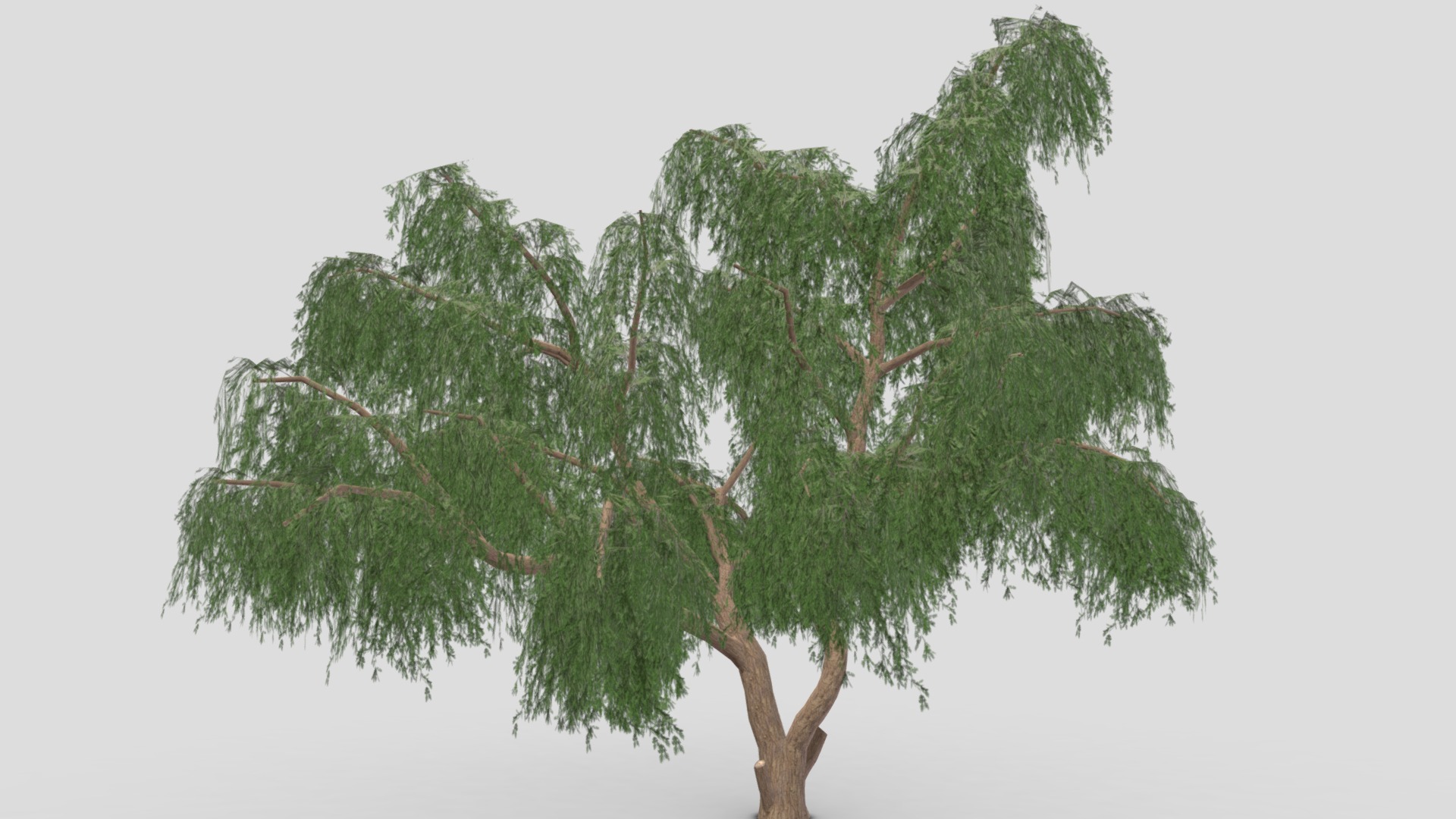 Prosopis Tree- 09 | Fab