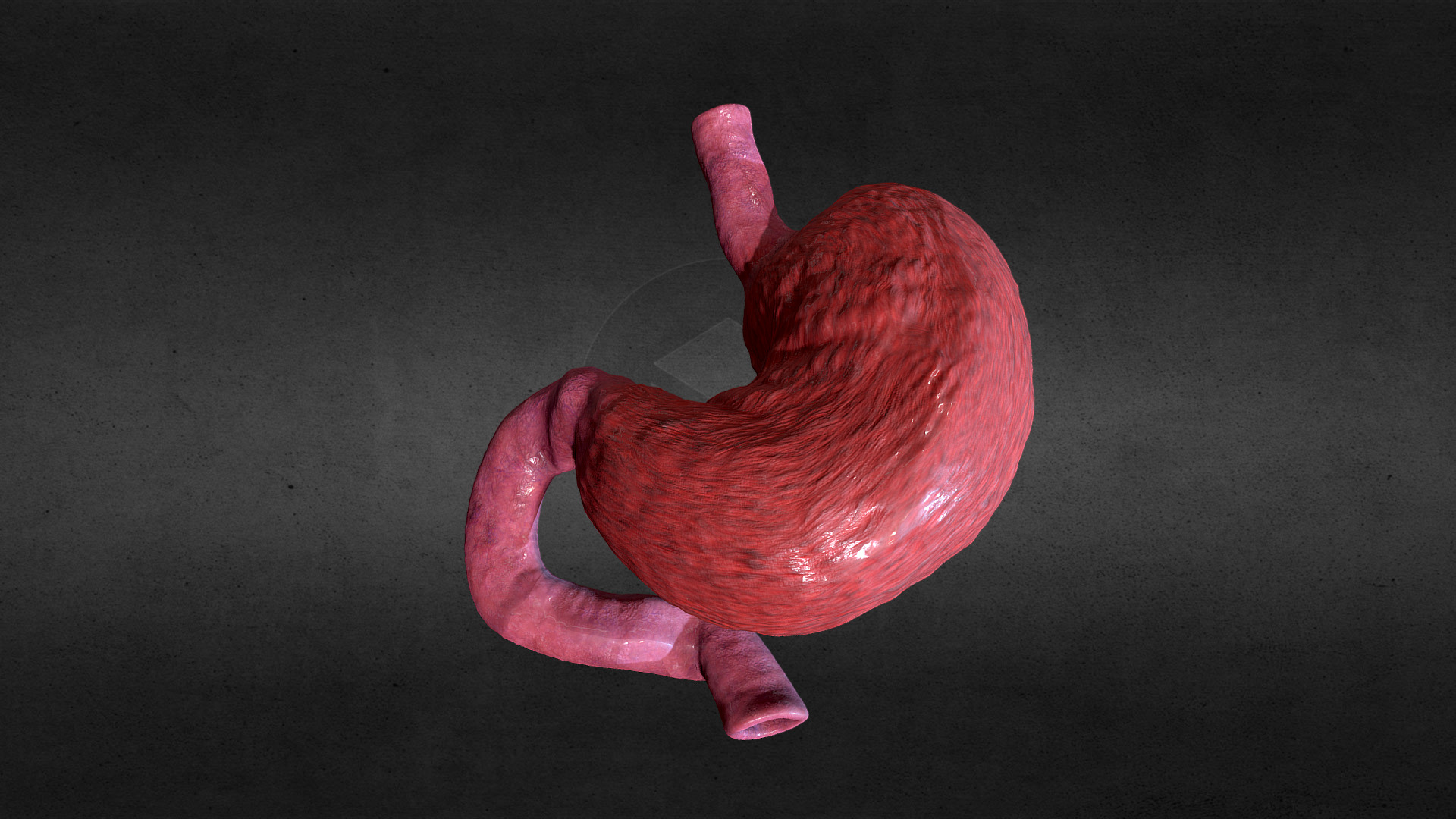 Stomach Animation closed | Fab
