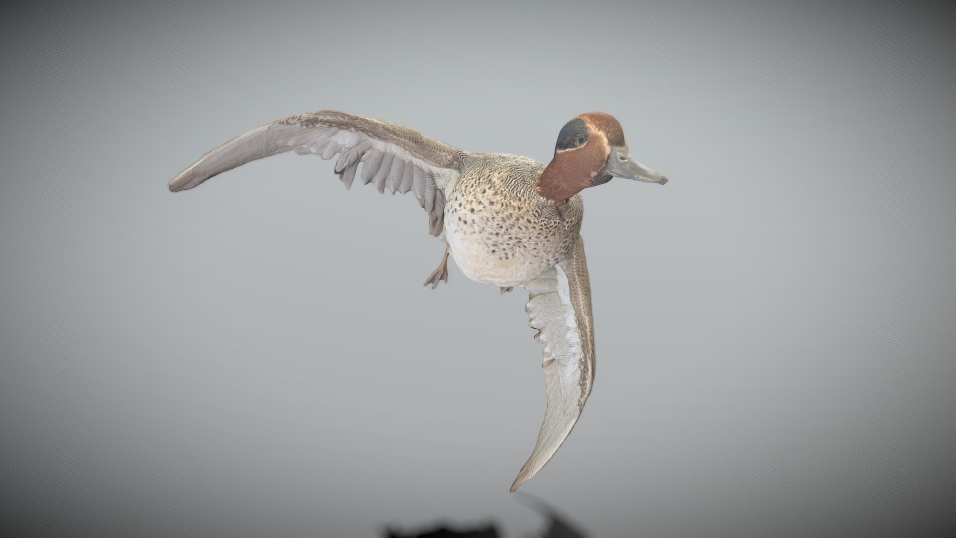 Flying duck 13 | Fab
