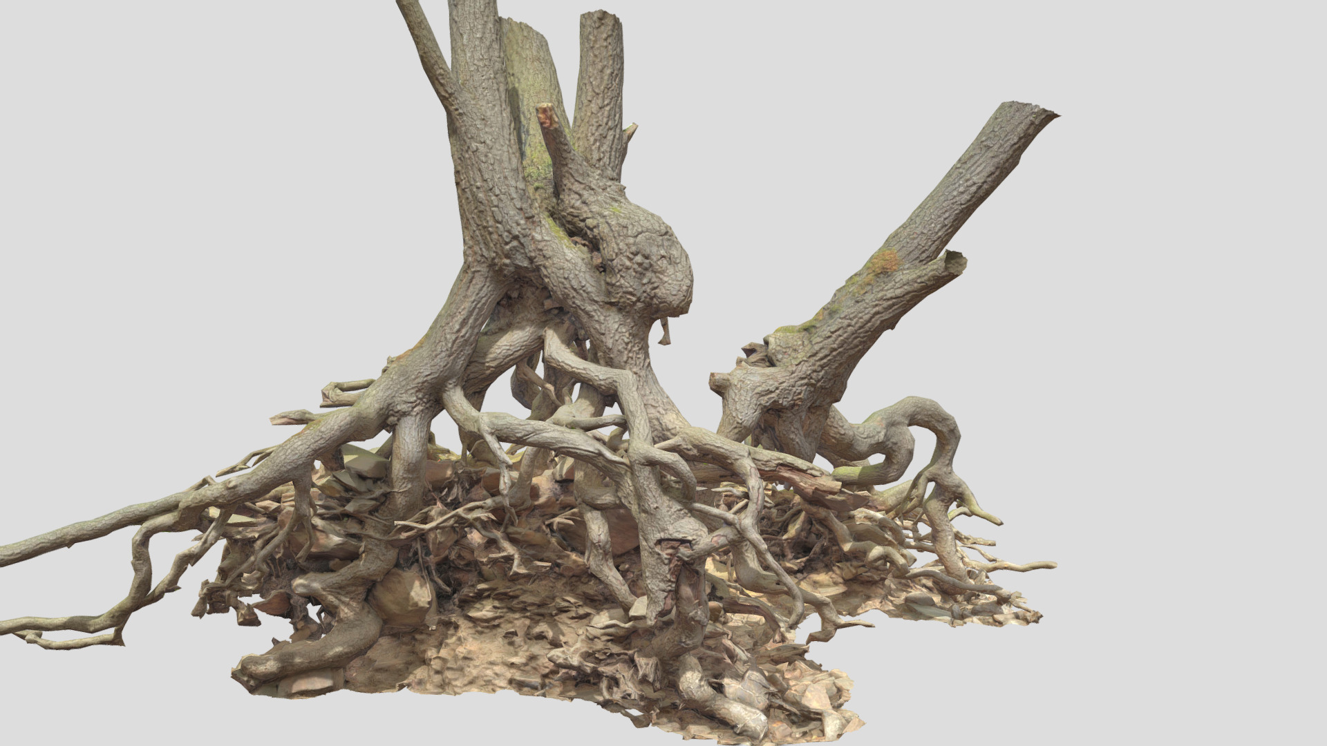 Oak Roots Big Scan | Fab