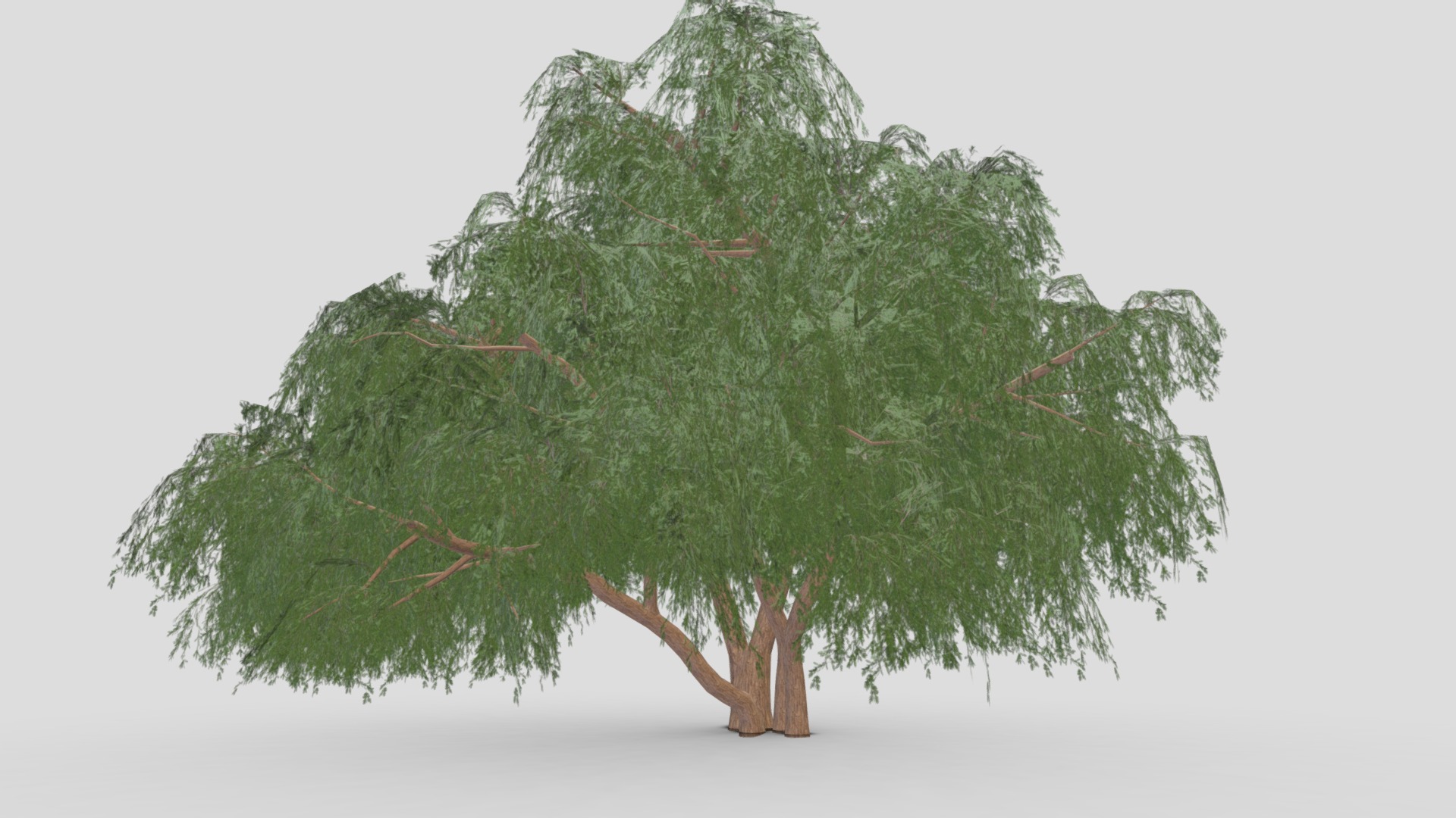 Prosopis Tree- 10 | Fab