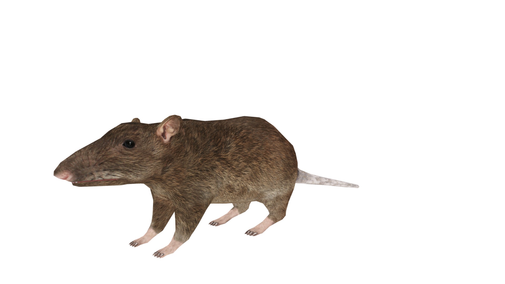 Rat | Fab