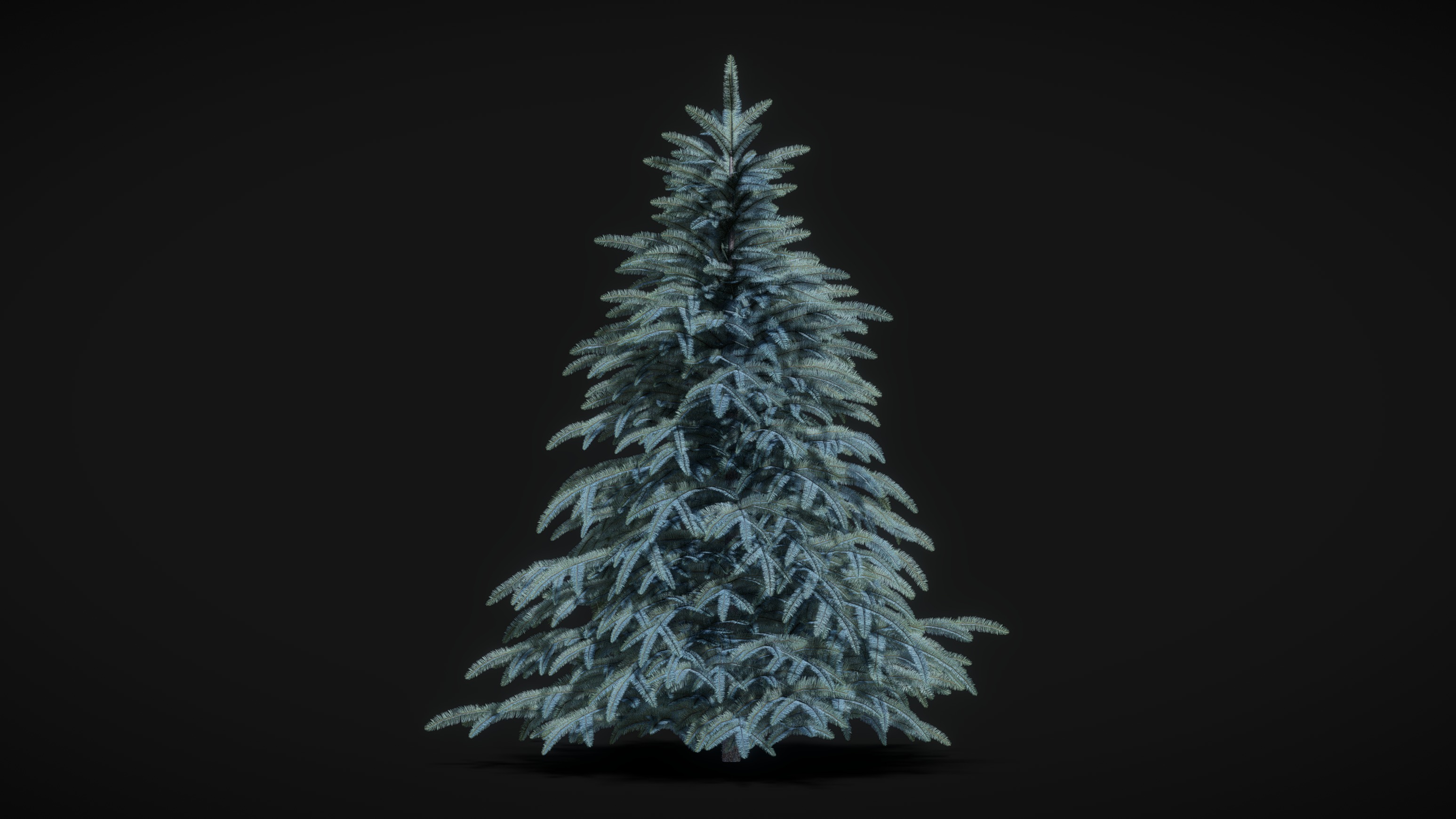 Spruce Tree 3D Model 2.3m | Fab
