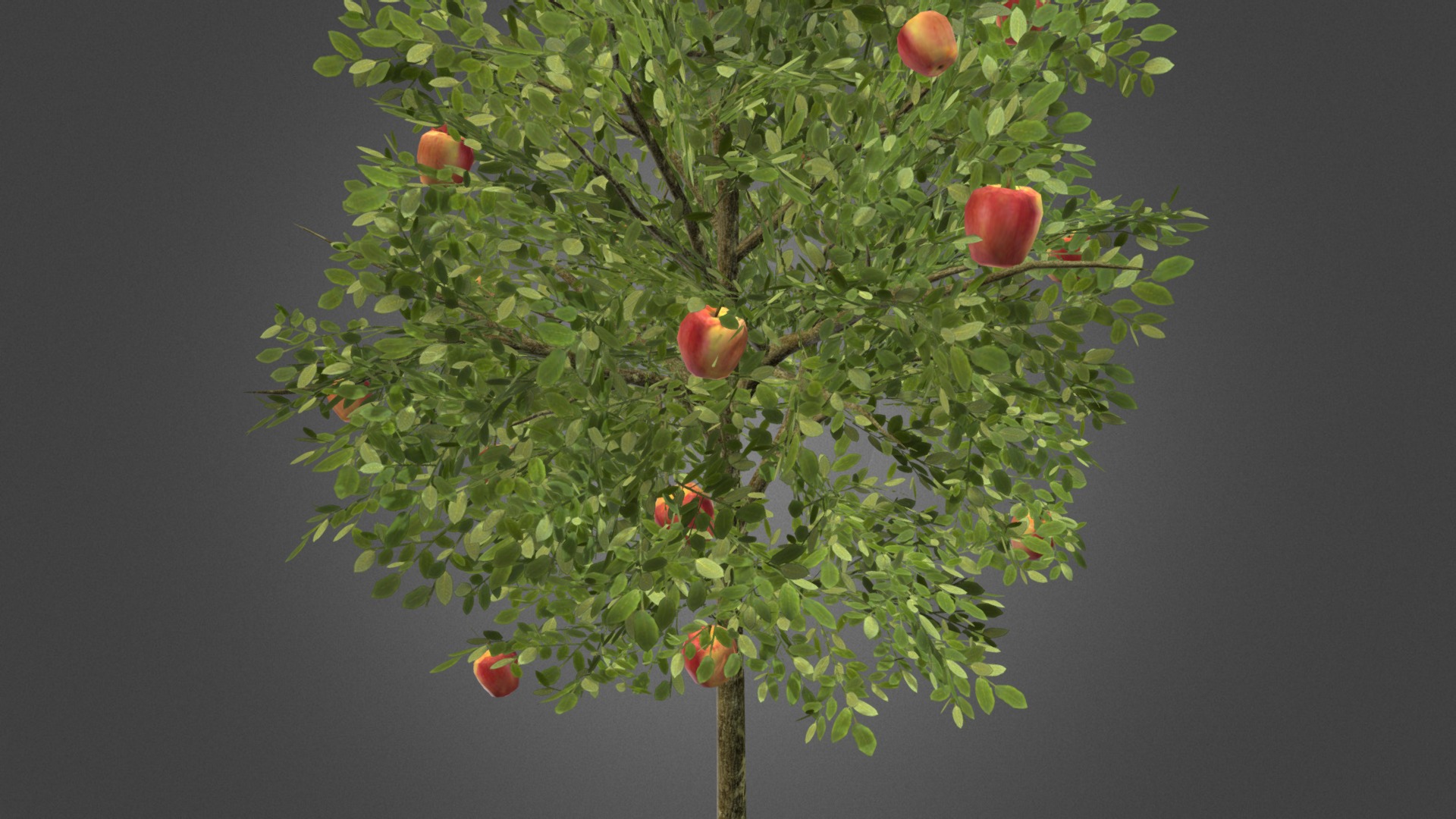 Apple tree | Fab