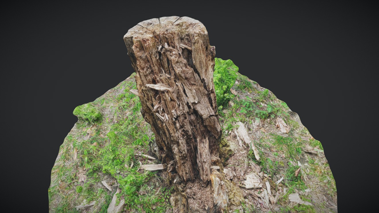 Tree Stump Scan | Fab