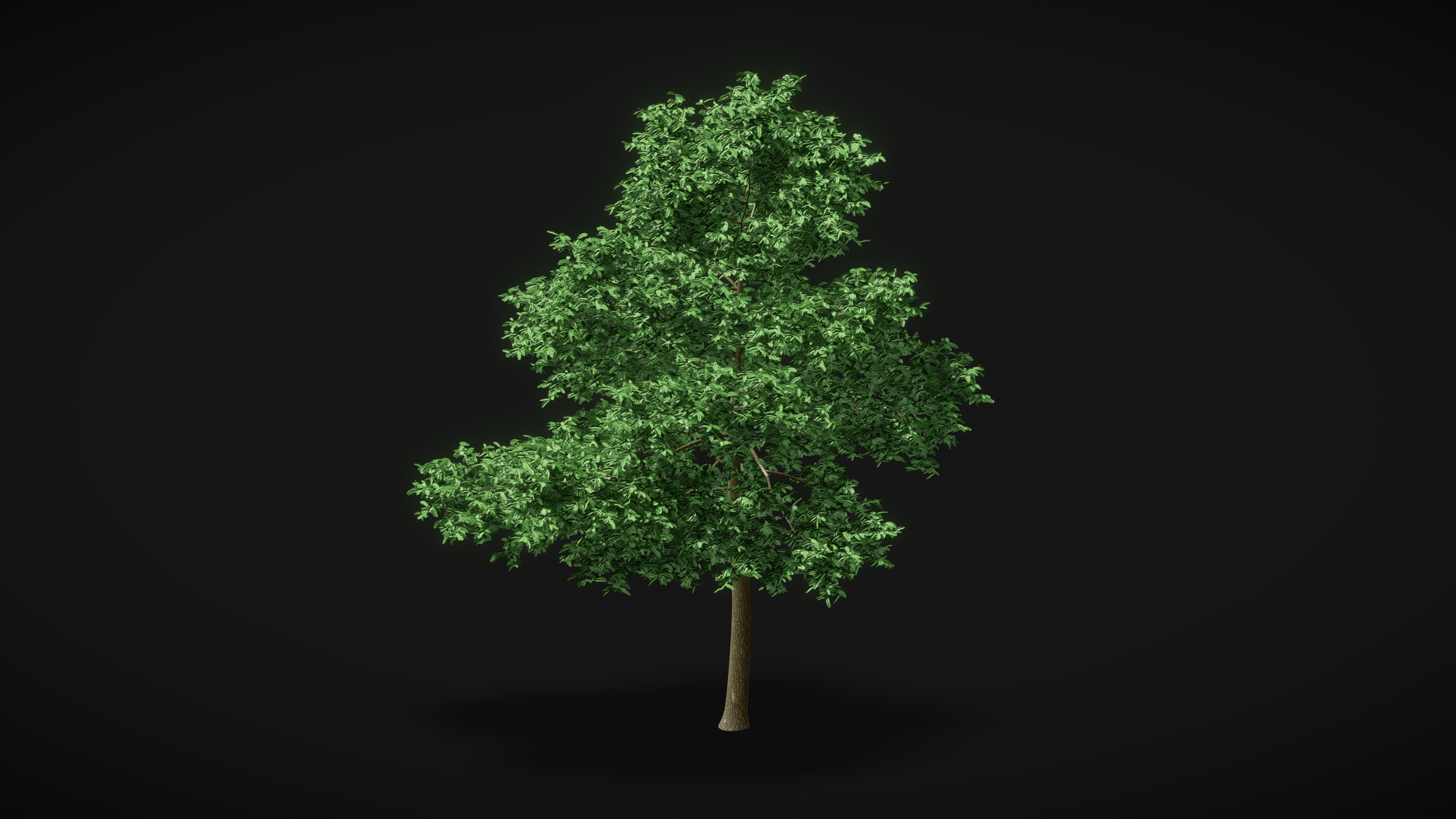 Scots Pine Tree (Pinus sylvestris) 10m | Fab