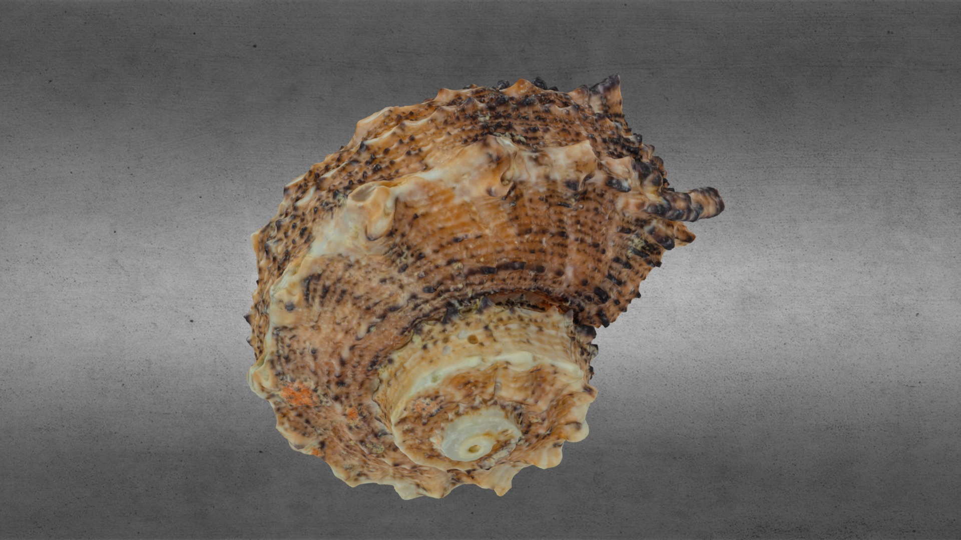 Apple Murex Shell 3d scan | Fab