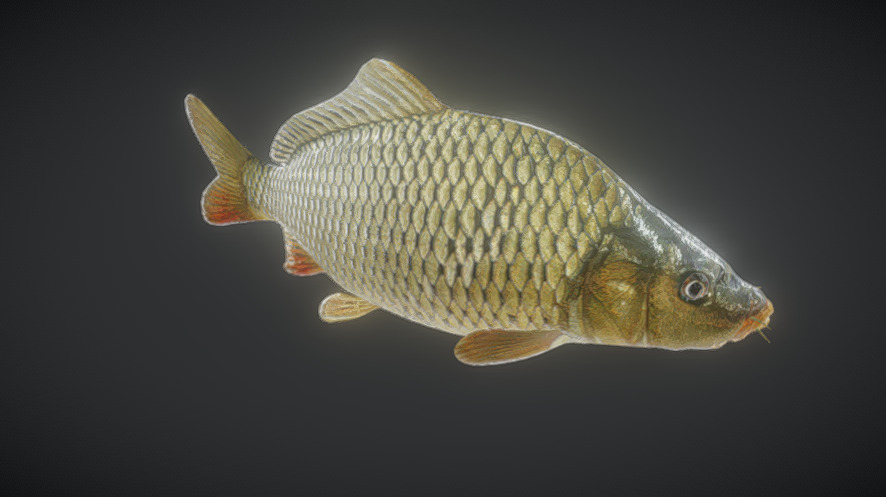 Carp animation A03 | Fab