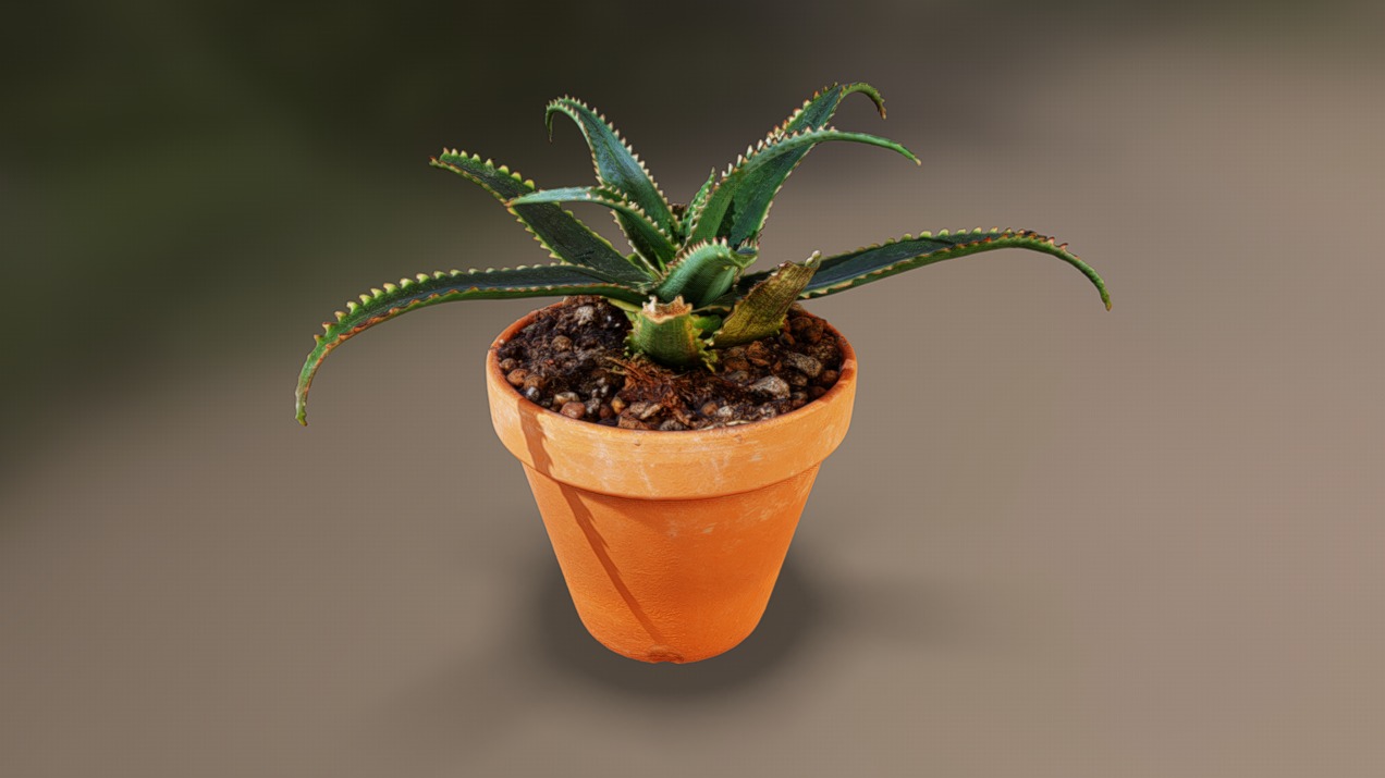 Aloe aculeata | Fab