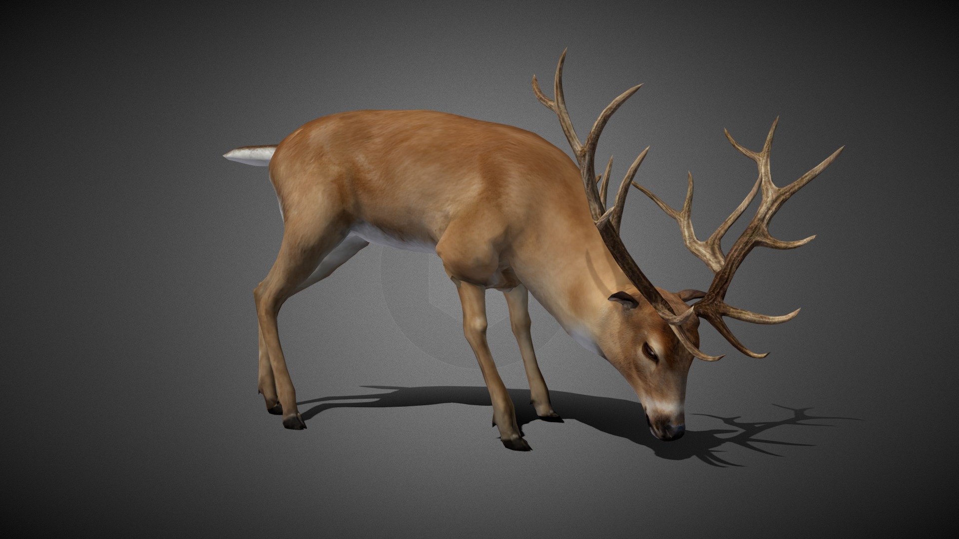 Realistic Animated Deer 3D Model | Fab