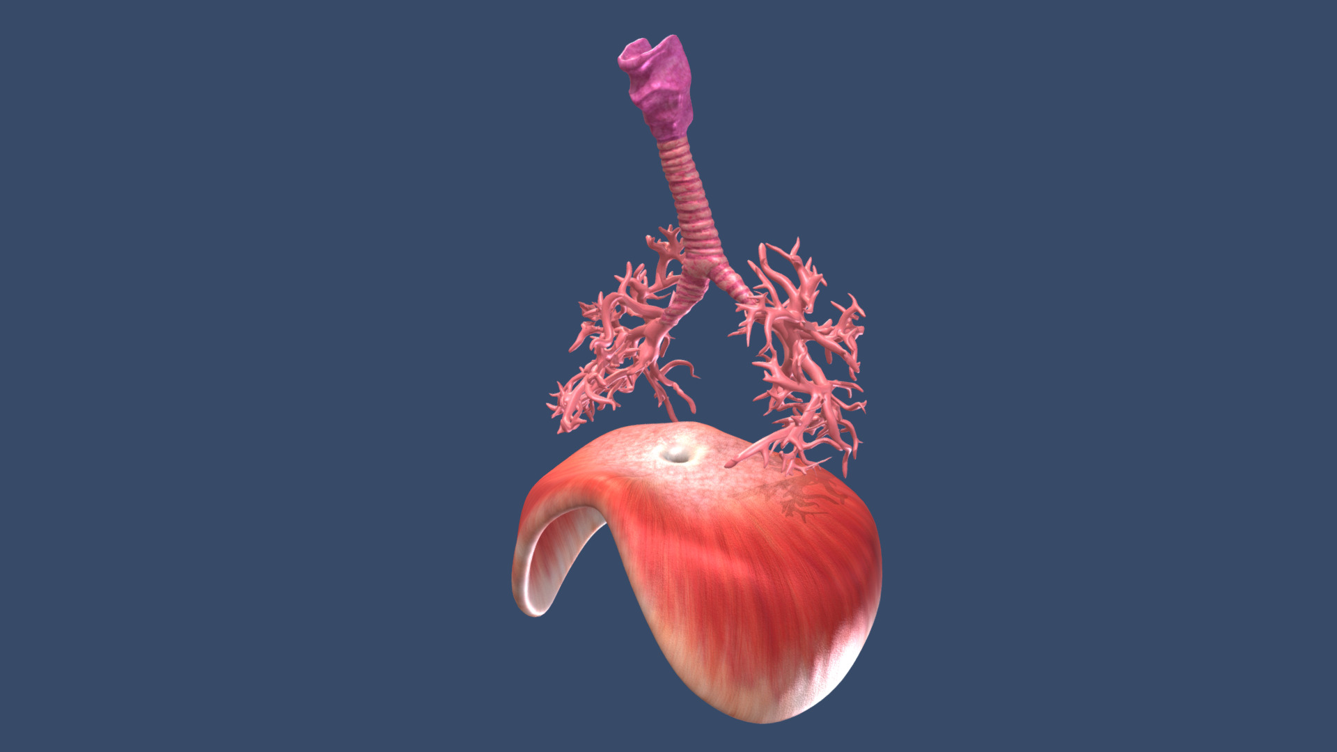 Trachea + bronchi + Diaphragm: ANIMATION | Fab
