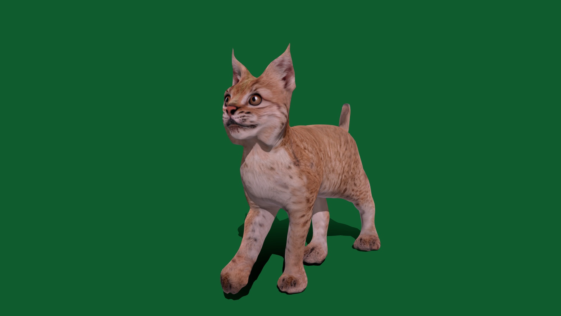 Eurasian Lynx Cub (Game Ready) | Fab