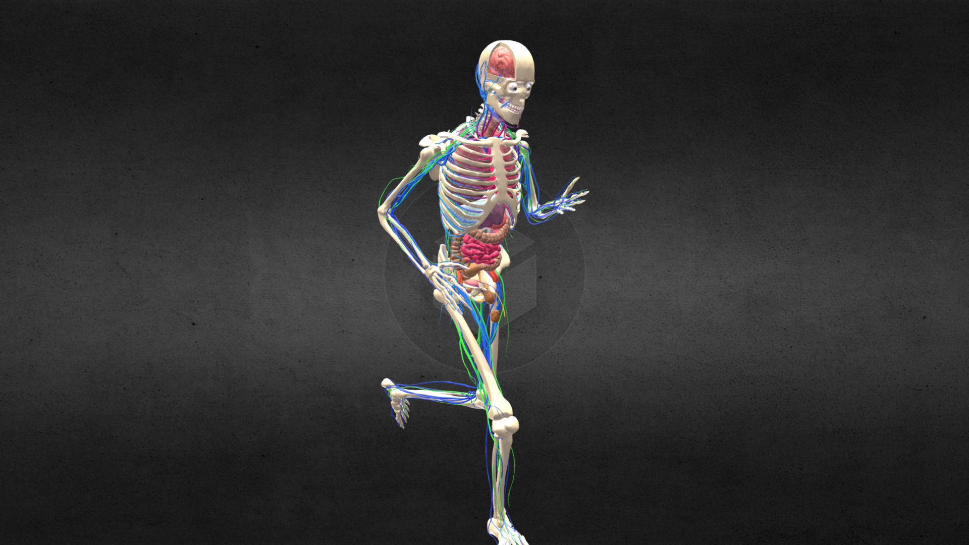 Animation Skeletal Anatomy Systems: RUNING | Fab